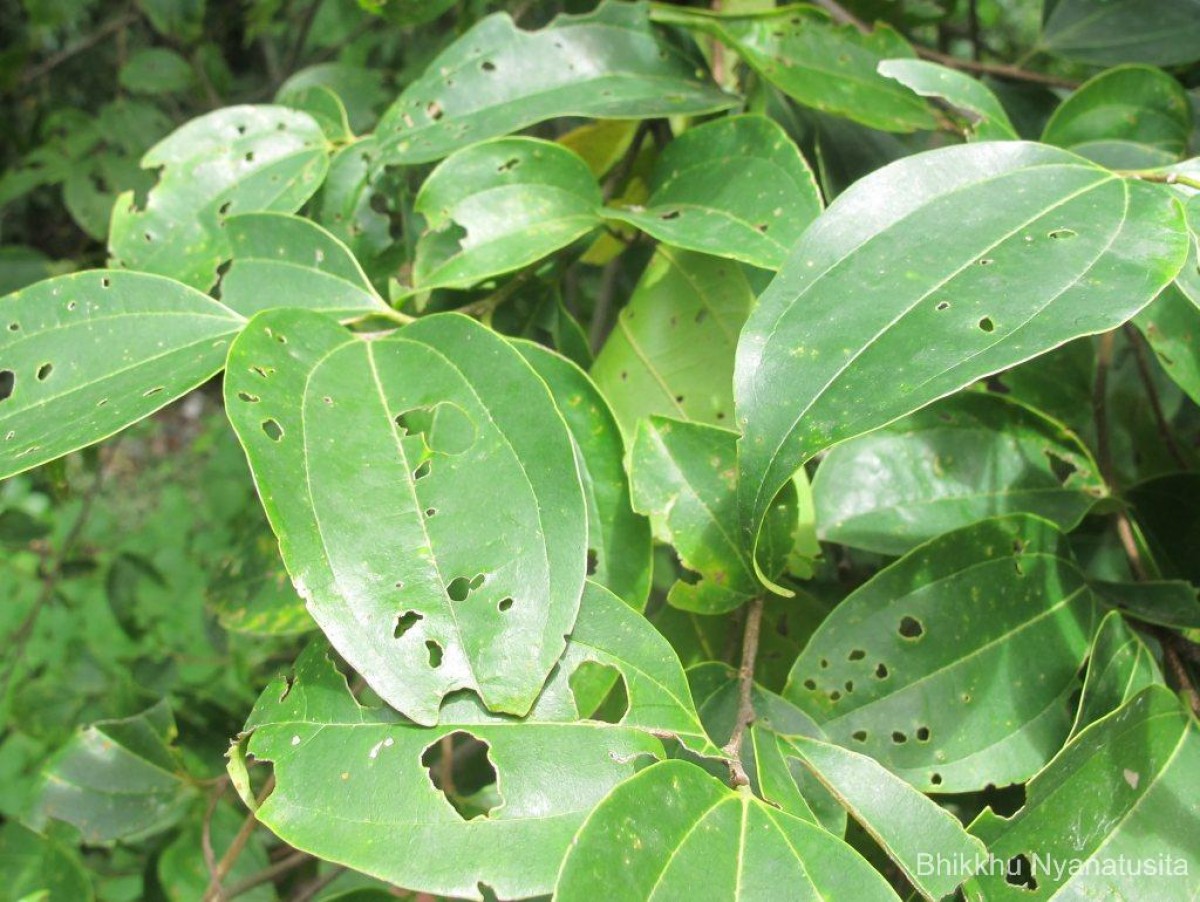 Celtis timorensis Span.